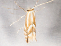 Phyllonorycter esperella